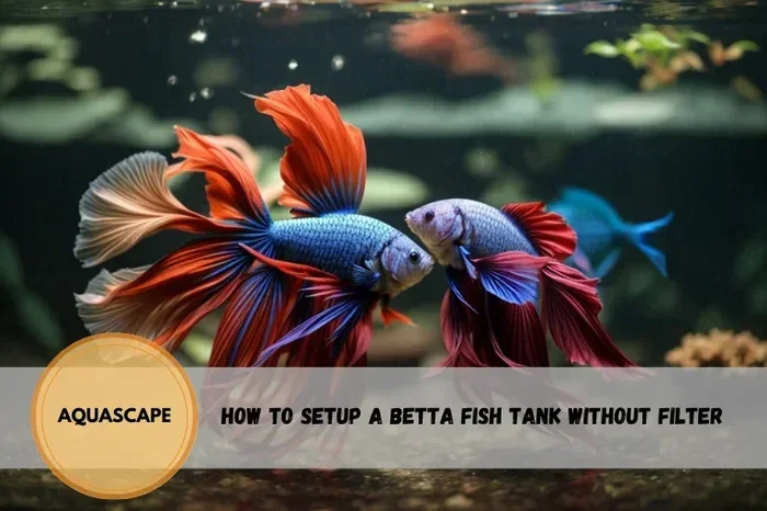 Can a Betta Fish Survive Without a Filter