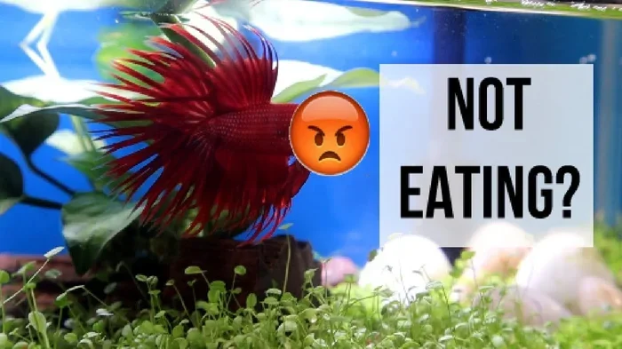 What Causes Betta Fish Not to Eat
