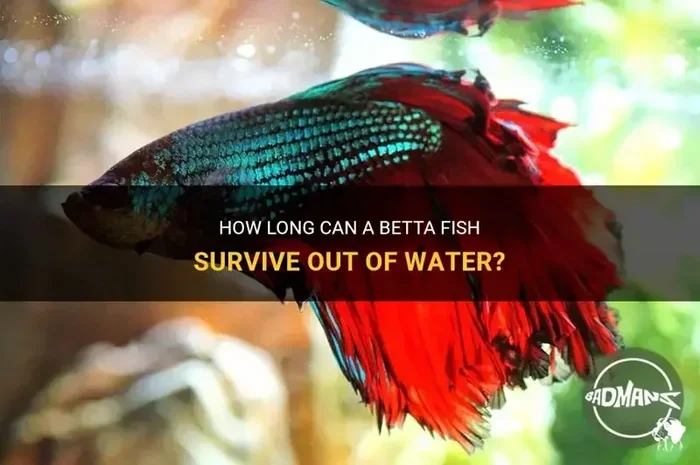 How Long Can Betta Fish Survive Without Water