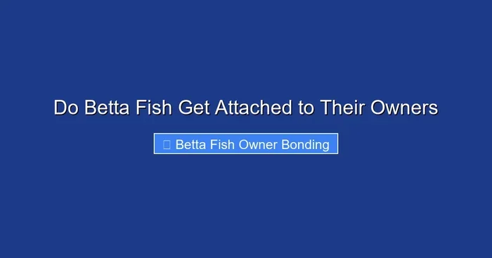 Do Betta Fish Get Attached to Their Owners