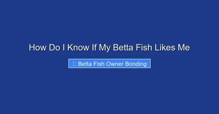 How Do I Know If My Betta Fish Likes Me