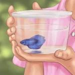 How to Speak Betta Fish
