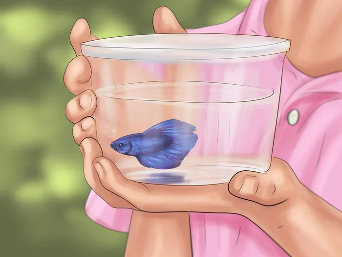 How to Speak Betta Fish
