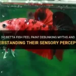 Was My Betta Fish in Pain