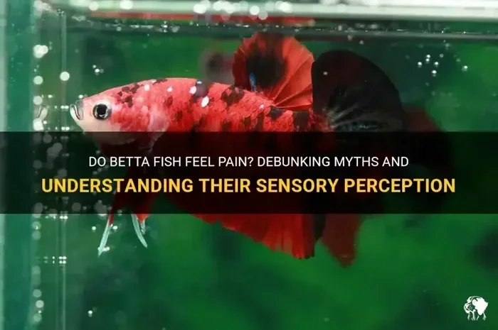 Was My Betta Fish in Pain