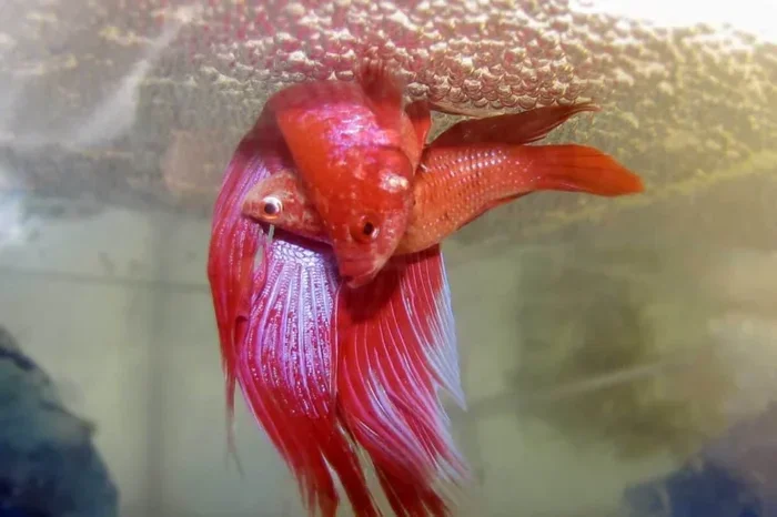 Is There a Age Limit to Breeding Betta Fish