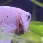 How to Tell If a Betta Fish Had a Paricite