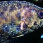 How to Tell If a Betta Fish Has a Parasite