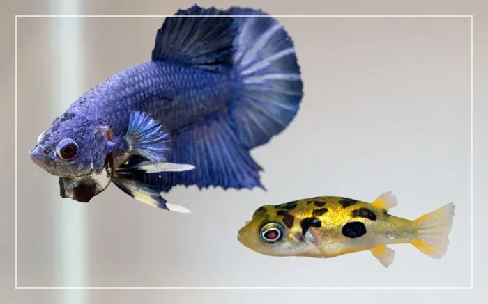 Should I Feed My Betta Fish a Pea