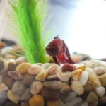 How Many Pebbles Do I Feed My Betta Fish