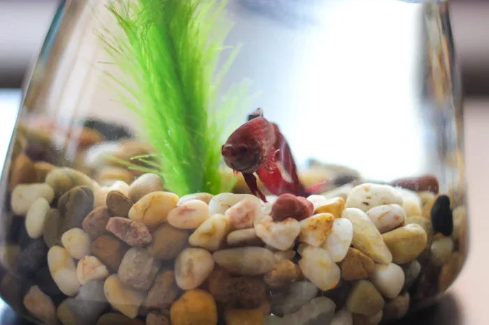 How Many Pebbles Do I Feed My Betta Fish