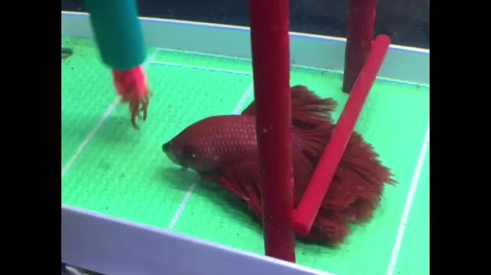 How to Teach My Betta Fish to Do Tricks