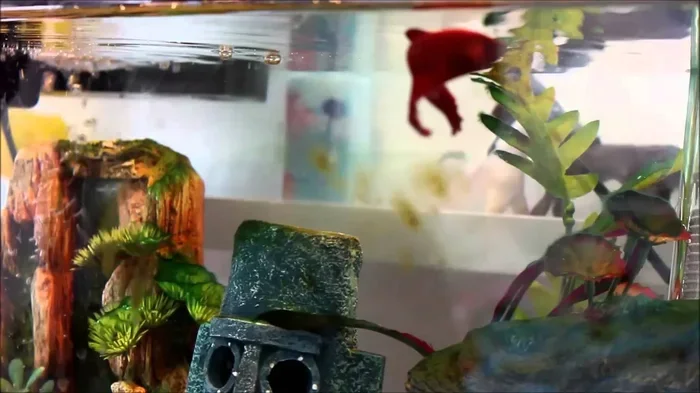 How to Train a Betta Fish Youtube