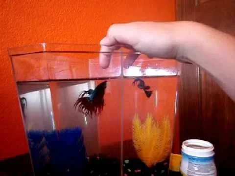 How to Train a Female Betta Fish