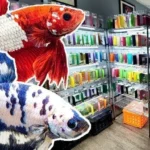 How Old Is Betta Fish at Store