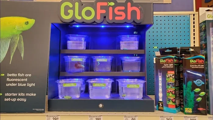 How Much Does a Betta Fish at Petsmart Cost