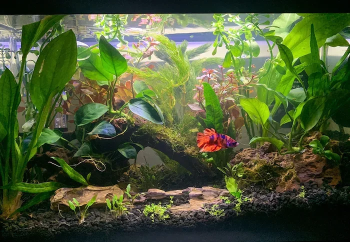 How to Take Care of a Betta Fish with Plant