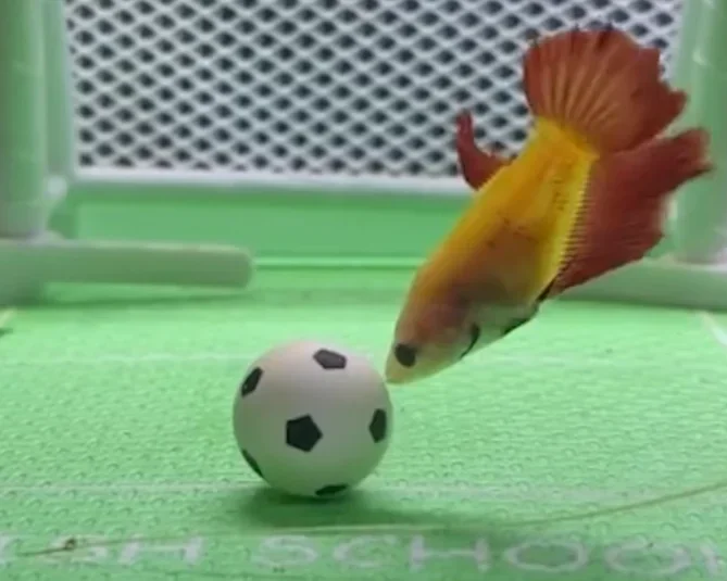 How to Teach a Betta Fish to Play Soccer