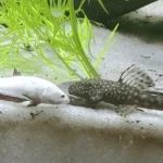 Can Betta Fish and Plecos Live Together