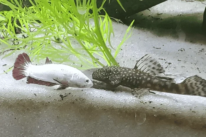 Can Betta Fish and Plecos Live Together