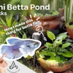 Is Betta Fish Freshwater or Pond Fish