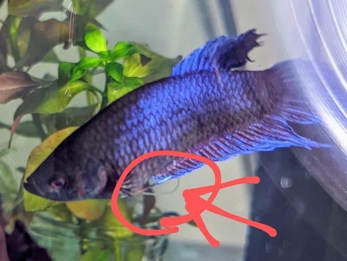 Where Do Betta Fish Poop from and How to Spot It Fast