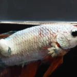 How to Prevent and Treat Popeye in Betta Fish Cuteness
