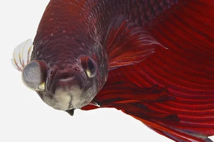 How to Cure Popeye in Betta Fish Quickly and Safely