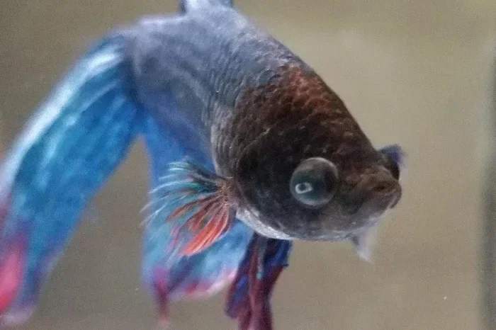 How to Treat Popeye in Betta Fish Fast and Safely