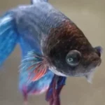 How to Treat Betta Fish Popeye