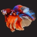 How Much Does It Cost to Buy a Betta Fish