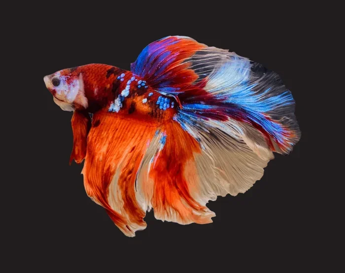 How Much Does It Cost to Buy a Betta Fish