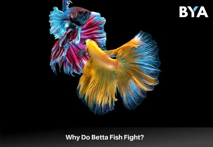 How to Punish a Betta Fish