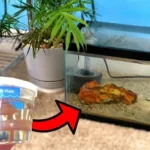 How Long to Quarantine a New Betta Fish