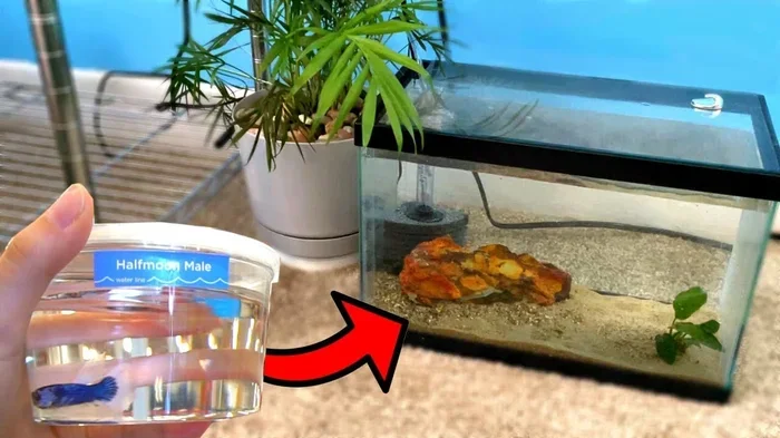 How Long to Quarantine a New Betta Fish