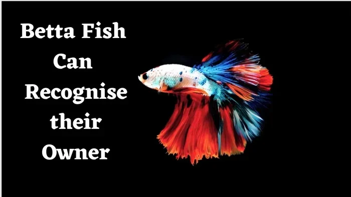 Do Betta Fish Get Excited to See You Signs Your Fish Knows
