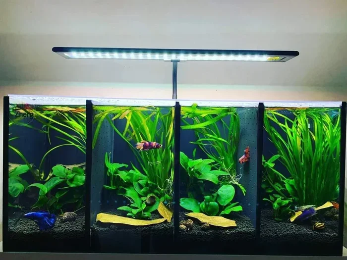 Is Reflective Glass Tanks Bad for Betta Fish