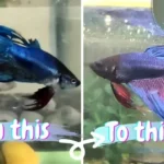 Do Betta Fish Grow Their Fins Back