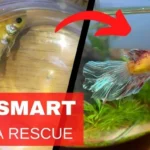 How to Start a Betta Fish Rescue