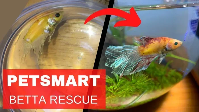 How to Start a Betta Fish Rescue