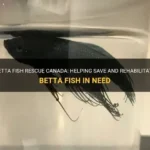 How to Save Your Betta Fish