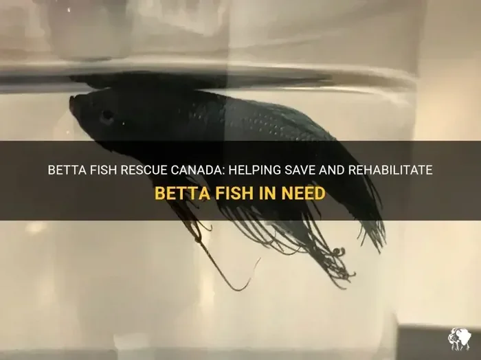 How to Save Your Betta Fish