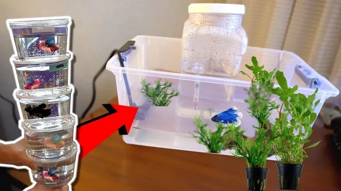 How Ro Save a Betta Fish