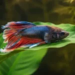 How to Painlessly Kill a Betta Fish