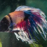 How to Resuscitate a Betta Fish