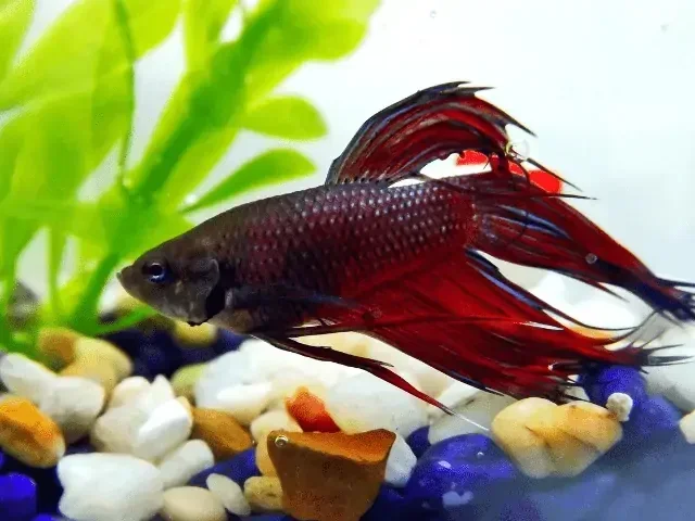 How Do You Revive a Betta Fish