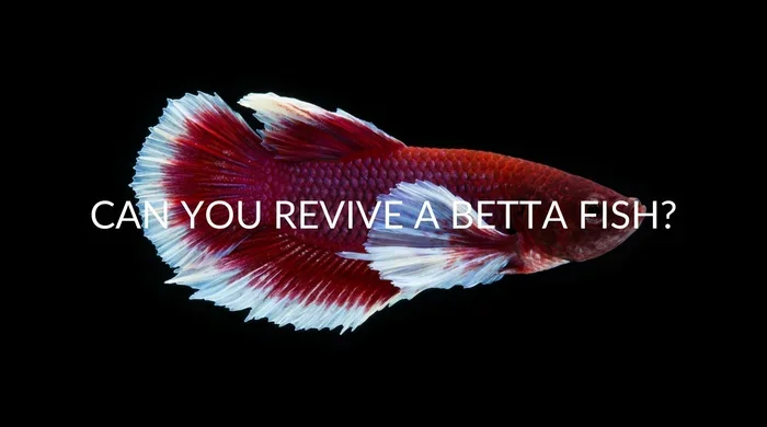 Can You Revive a Betta Fish and Bring It Back to Life