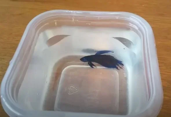 How to Add Salt in Tank Ich Betta Fish