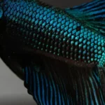 How to Prevent Betta Fish Scale Rot