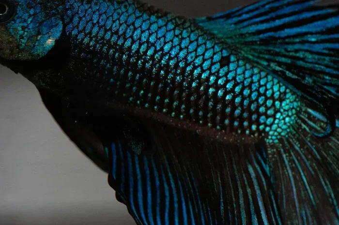 How to Prevent Betta Fish Scale Rot